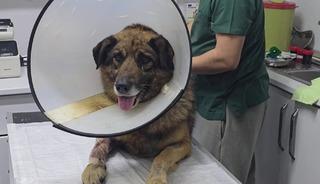 K&ouml;peği havladığı i&ccedil;in kurşunladılar!