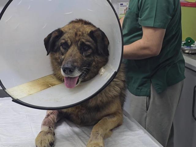 K&ouml;peği havladığı i&ccedil;in kurşunladılar!