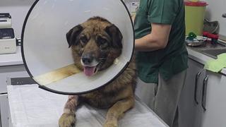 Köpeği havladığı için kurşunladılar! Adını 'Kurşun' koydular