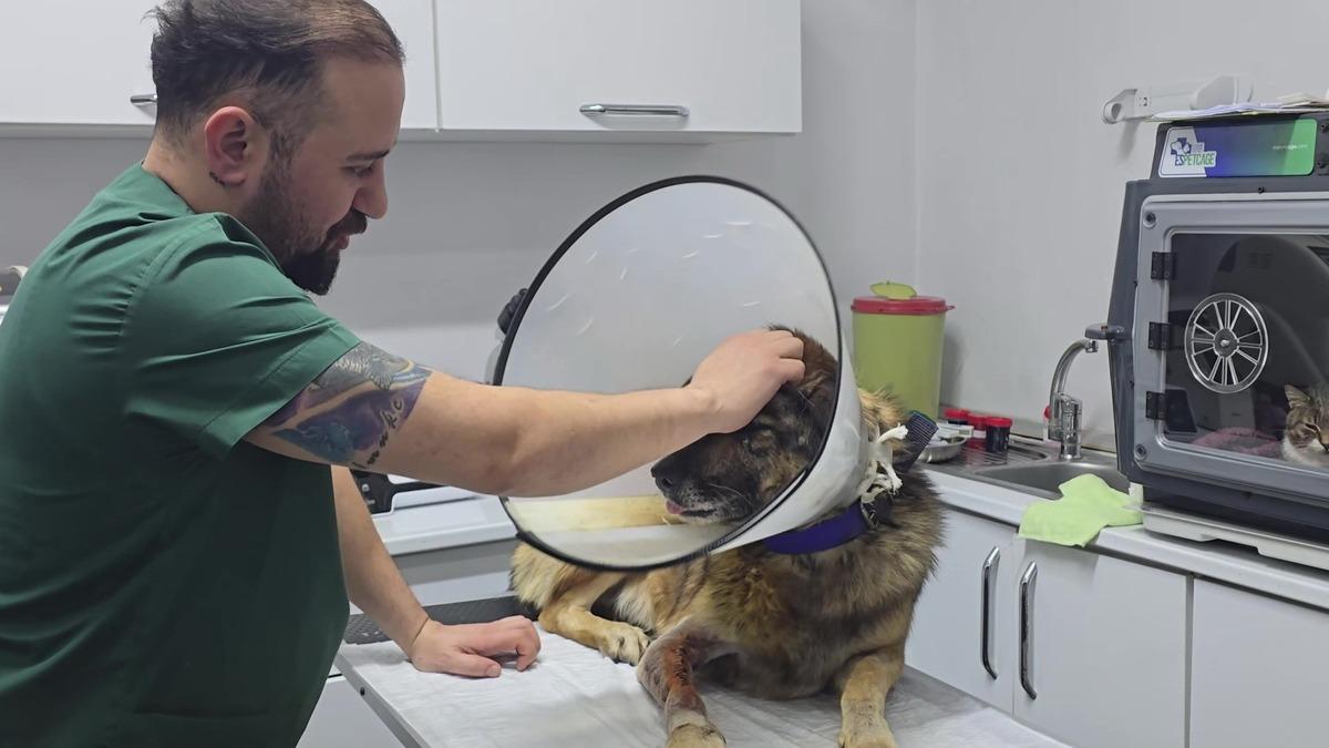 K&ouml;peği havladığı i&ccedil;in kurşunladılar! Adını  Kurşun  koydular 2