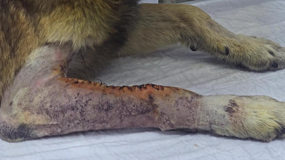 K&ouml;peği havladığı i&ccedil;in kurşunladılar! Adını  Kurşun  koydular 1