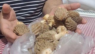 Dağda kendiliğinden yetişiyor! Doğanın eti olarak biliniyor