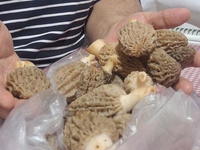 Dağda kendiliğinden yetişiyor! Doğanın eti olarak biliniyor