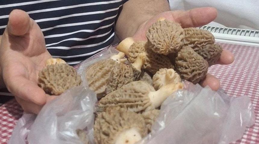 Dağda kendiliğinden yetişiyor! Doğanın eti olarak biliniyor: Tezgahlarda kapış kapış