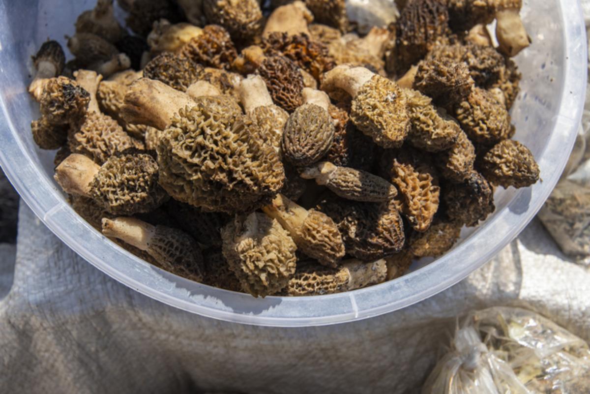 Dağda kendiliğinden yetişiyor! Doğanın eti olarak biliniyor: Tezgahlarda kapış kapış 2