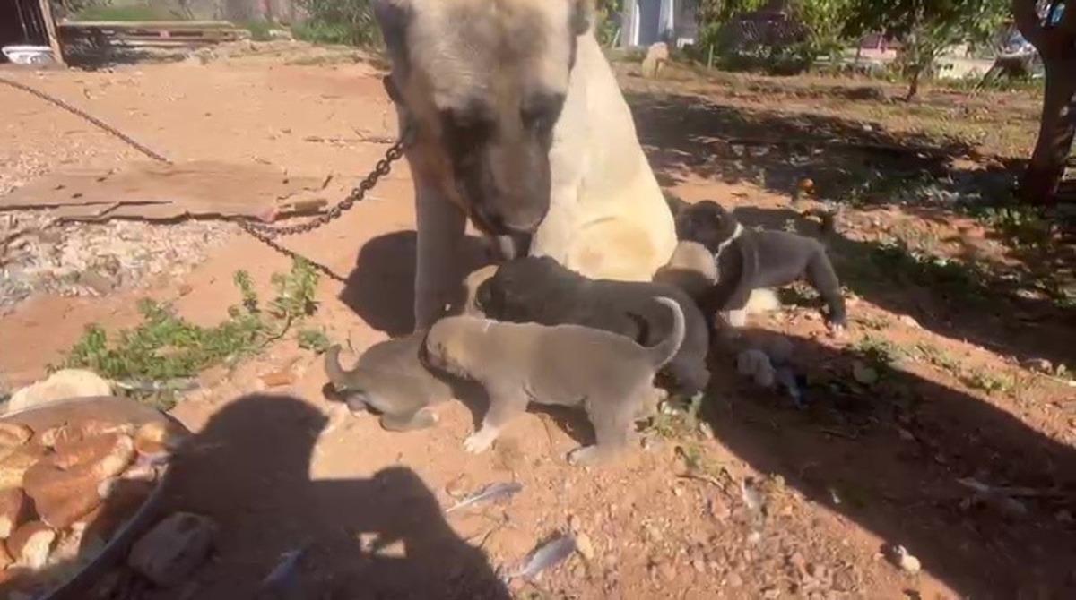 D&ouml;v&uuml;ş k&ouml;peği &uuml;retip yavruların kulaklarını kesen işletmeye 323 bin TL ceza 3
