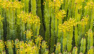 En acı biber bile yanında hafif kalır! Bir dokunuşu yakıyor