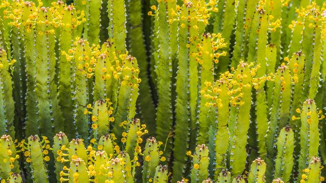 En acı biber bile yanında hafif kalır! Bir dokunuşu yakıyor