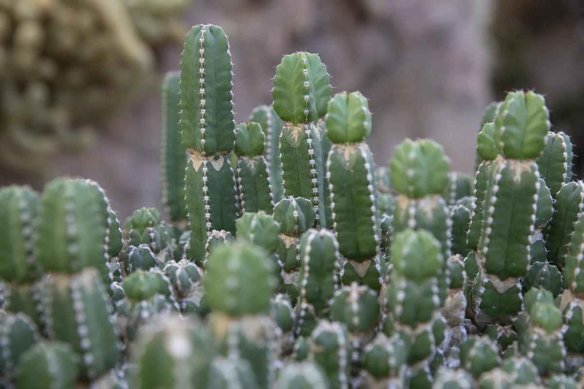 En acı biber bile yanında hafif kalır! Bir dokunuşu ciddi yanıklara neden oluyor 2
