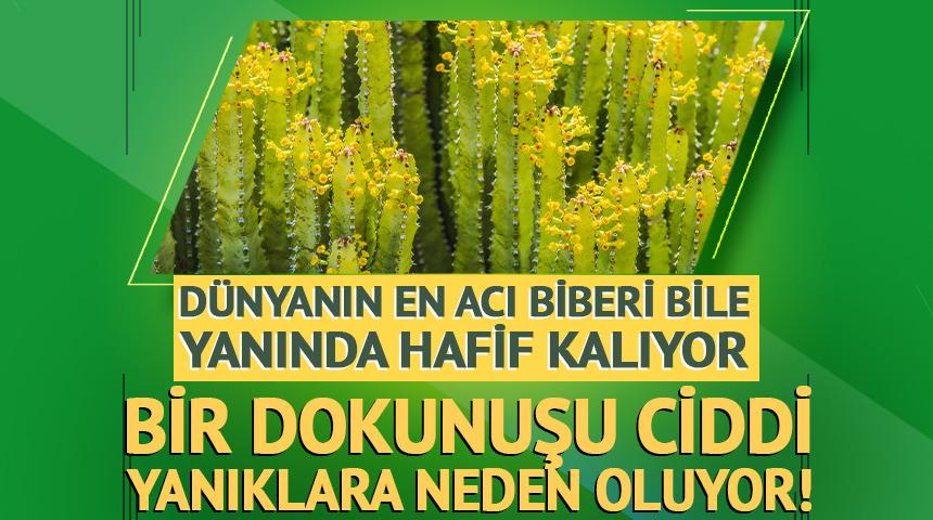 En acı biber bile yanında hafif kalır! Bir dokunuşu yakıyor