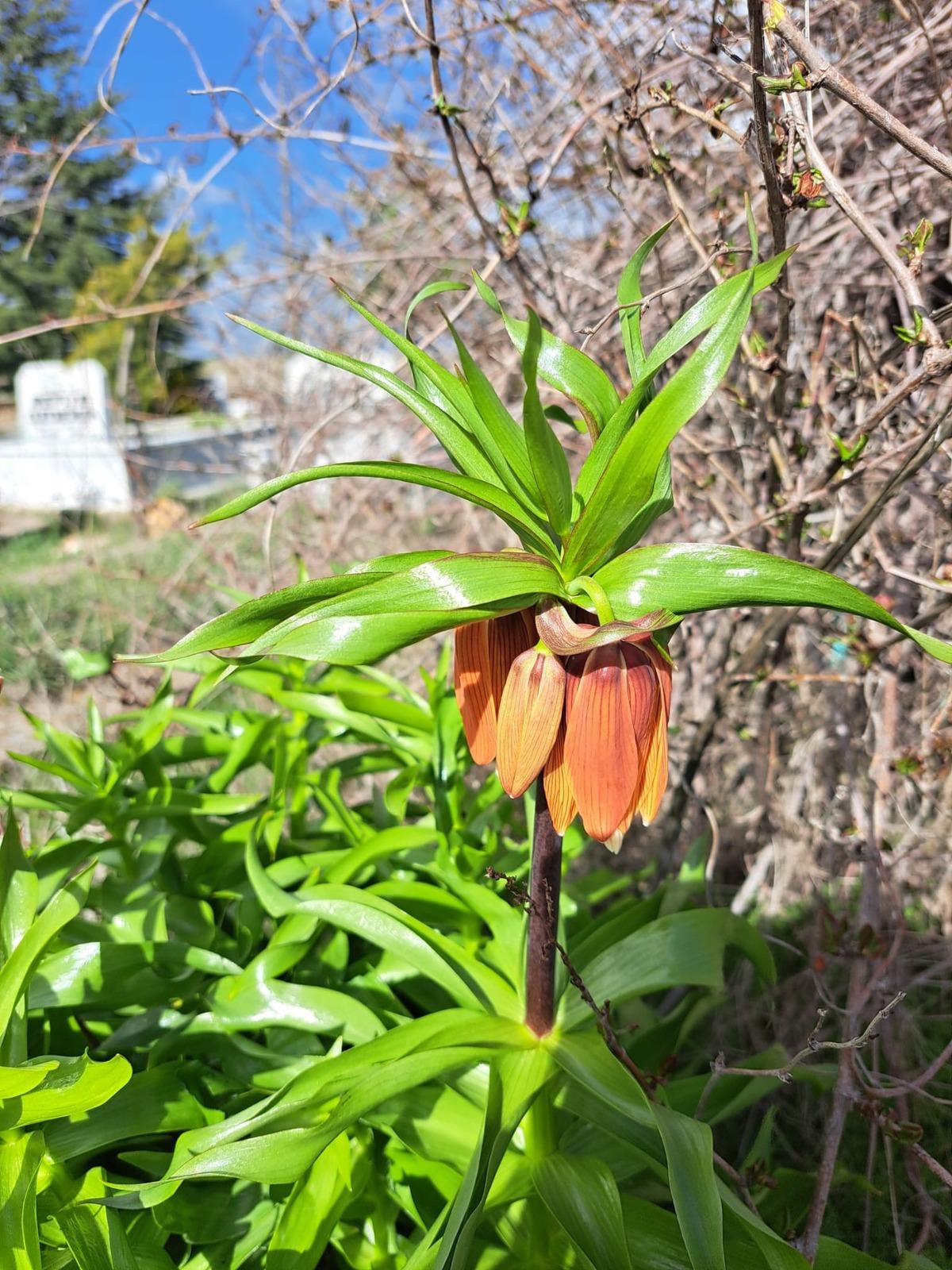 G&ouml;zleri gibi koruyorlar! Dokunması bile yasak: Koparmanın cezası 700 bin TL! 1