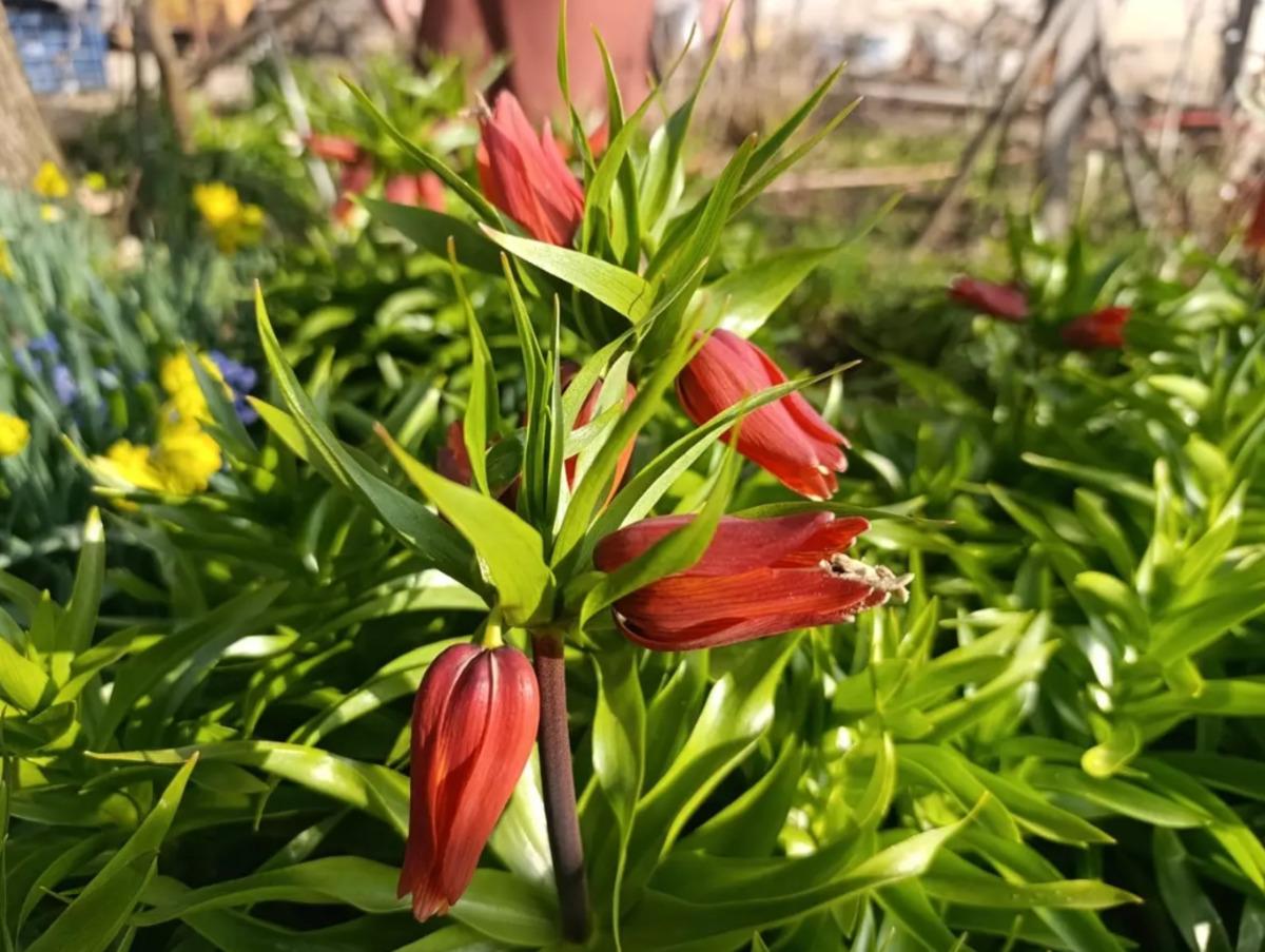 G&ouml;zleri gibi koruyorlar! Dokunması bile yasak: Koparmanın cezası 700 bin TL! 2