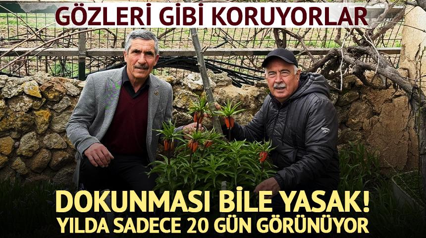 G&ouml;zleri gibi koruyorlar! Dokunması bile yasak