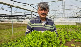 Tarlada 20 TL, tezgahta 100 TL'yi buluyor! Marulda fiyat u&ccedil;urumu