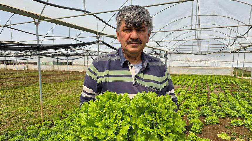 Tarlada 20 TL, tezgahta 100 TL'yi buluyor! Marulda fiyat u&ccedil;urumu