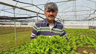 Tarlada 20 TL, tezgahta 100 TL'yi buluyor! Marulda fiyat uçurumu