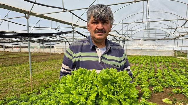 Tarlada 20 TL, tezgahta 100 TL'yi buluyor! Marulda fiyat uçurumu