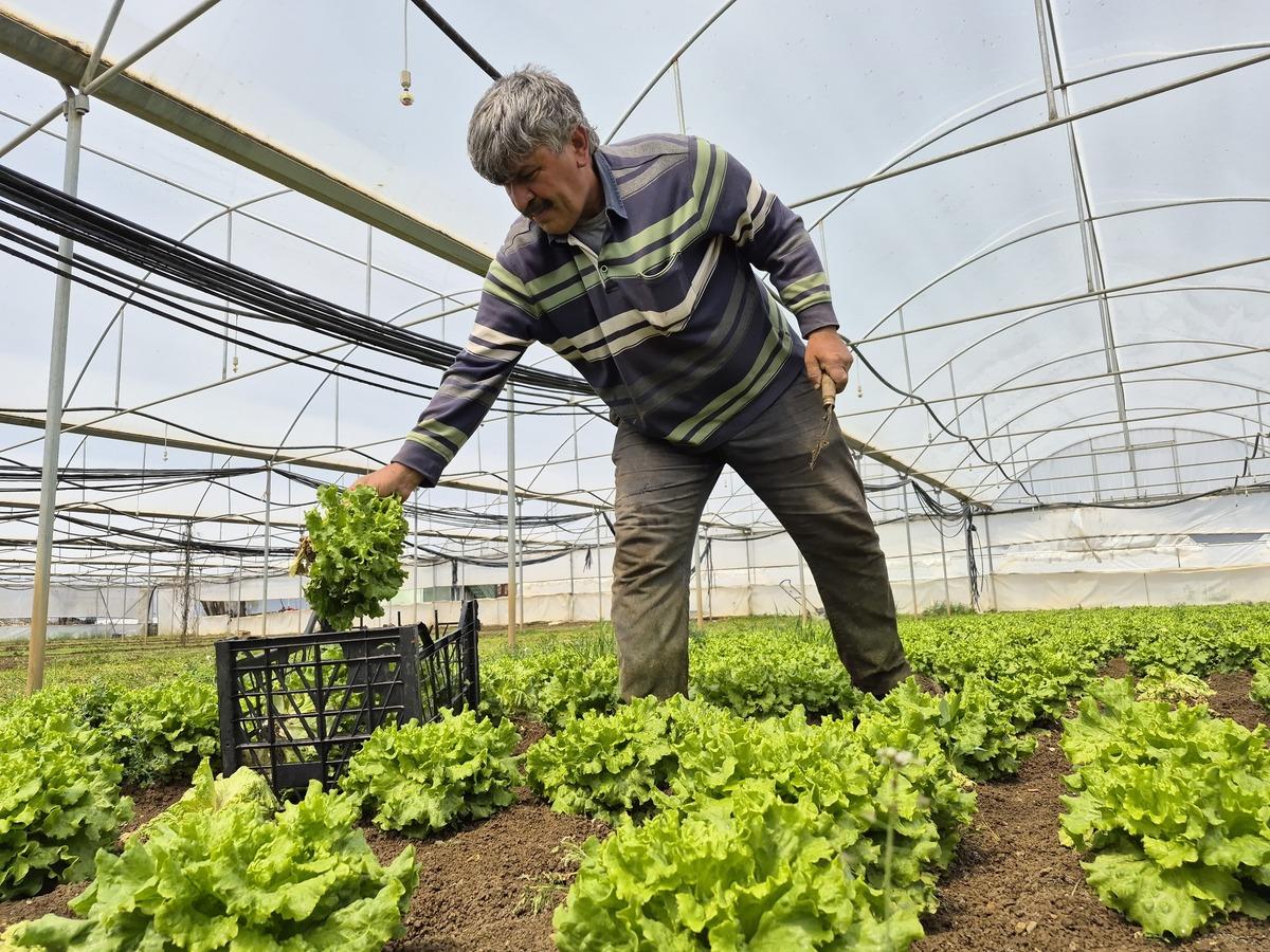 Tarlada 20 TL, tezgahta 100 TL yi buluyor! Marulda fiyat u&ccedil;urumu 1