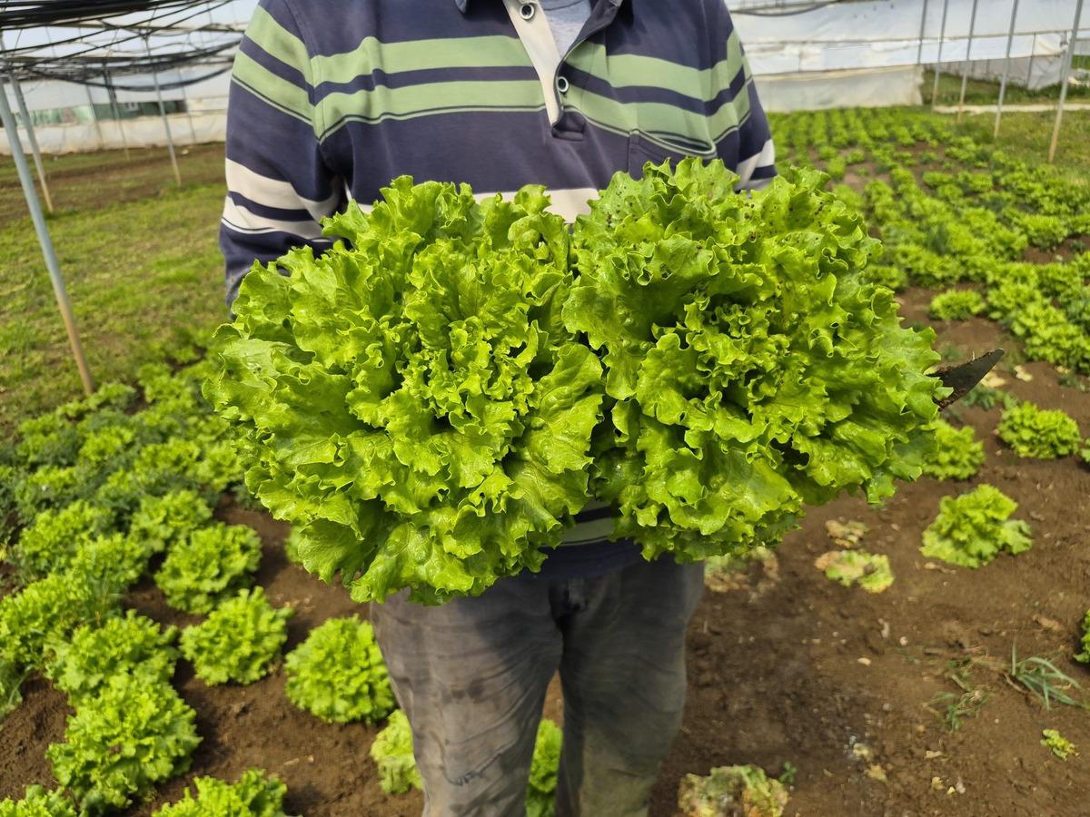 Tarlada 20 TL, tezgahta 100 TL yi buluyor! Marulda fiyat u&ccedil;urumu 2