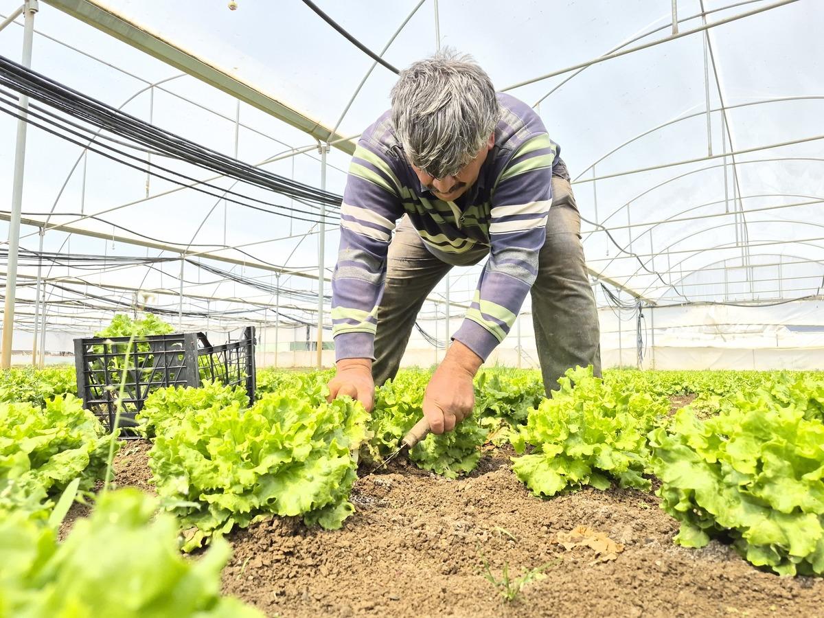 Tarlada 20 TL, tezgahta 100 TL yi buluyor! Marulda fiyat u&ccedil;urumu 3