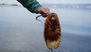 Kırmızı, b&uuml;y&uuml;k ve uzun kolları var! Denizde bu t&uuml;r&uuml; g&ouml;r&uuml;rseniz sakın yaklaşmayın