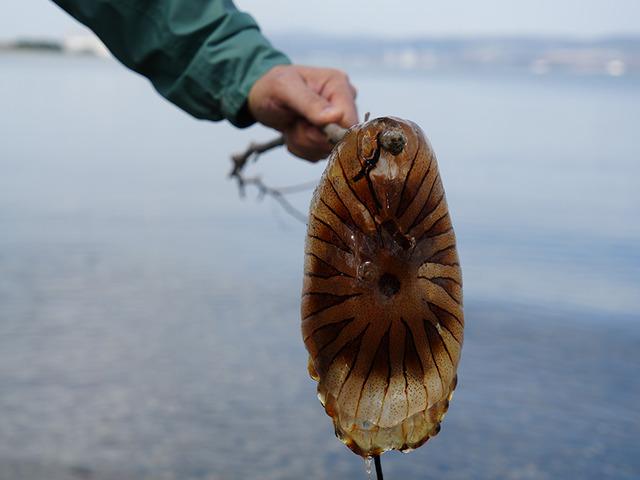 Kırmızı, b&uuml;y&uuml;k ve uzun kolları var! Denizde bu t&uuml;r&uuml; g&ouml;r&uuml;rseniz sakın yaklaşmayın