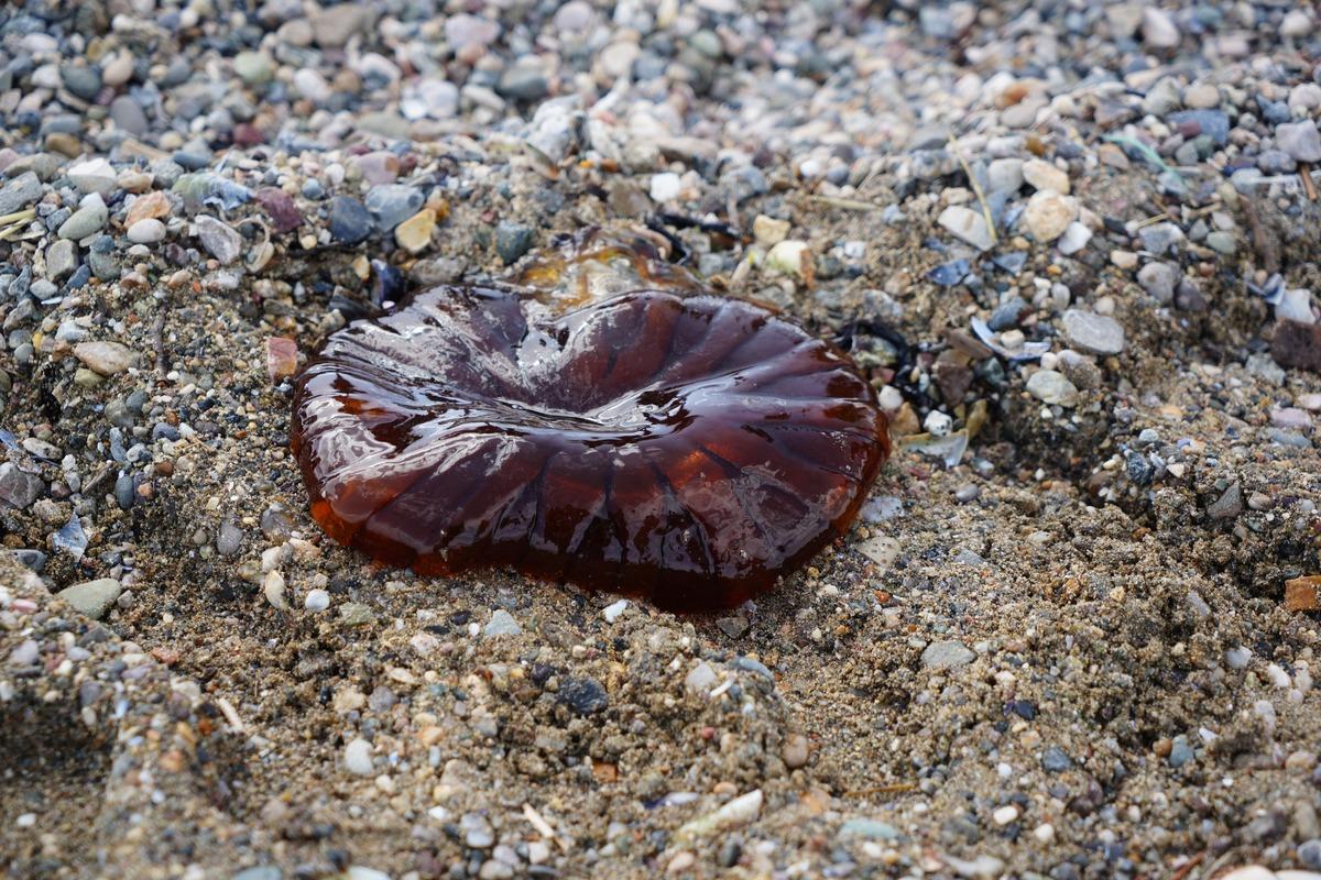 Kırmızı, b&uuml;y&uuml;k ve uzun kolları var! Denizde bu t&uuml;r&uuml; g&ouml;r&uuml;rseniz sakın yaklaşmayın 1