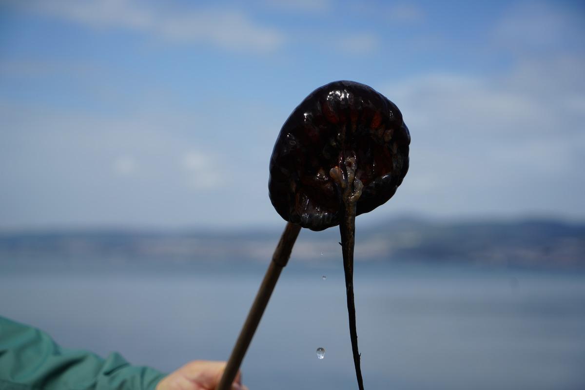 Kırmızı, b&uuml;y&uuml;k ve uzun kolları var! Denizde bu t&uuml;r&uuml; g&ouml;r&uuml;rseniz sakın yaklaşmayın 2