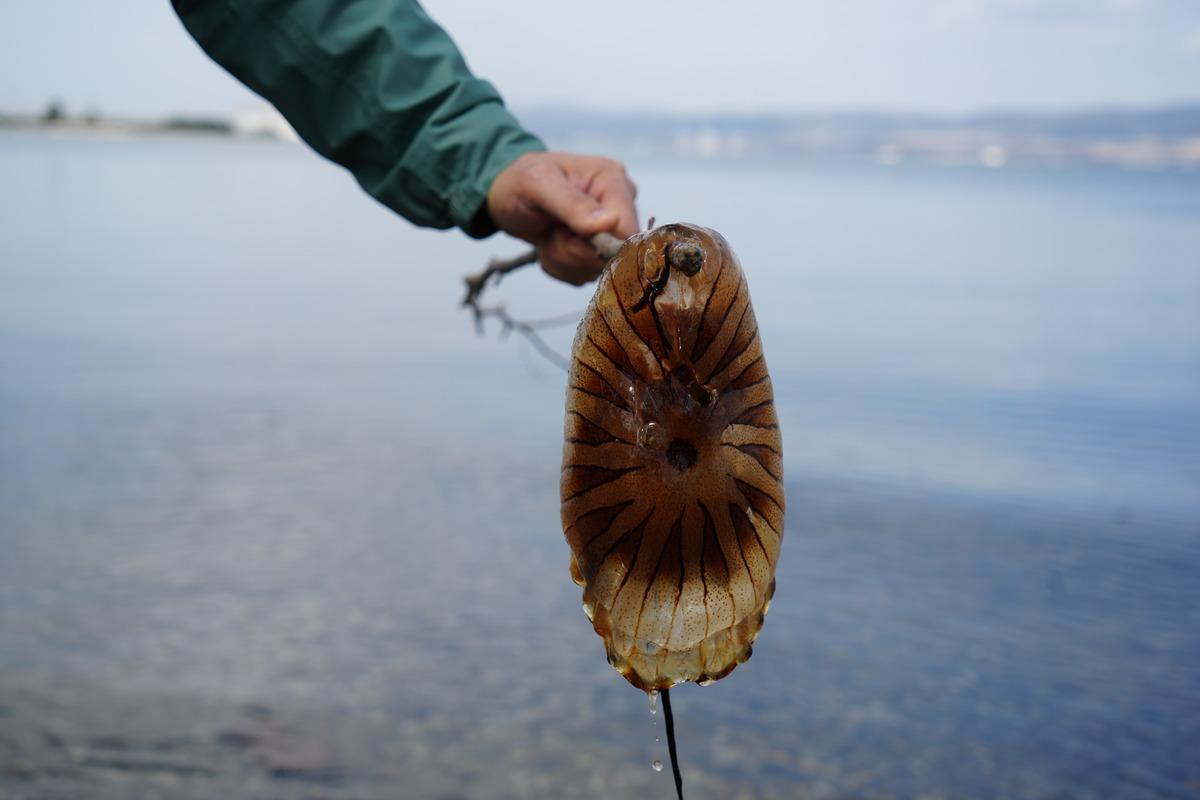 Kırmızı, b&uuml;y&uuml;k ve uzun kolları var! Denizde bu t&uuml;r&uuml; g&ouml;r&uuml;rseniz sakın yaklaşmayın 3