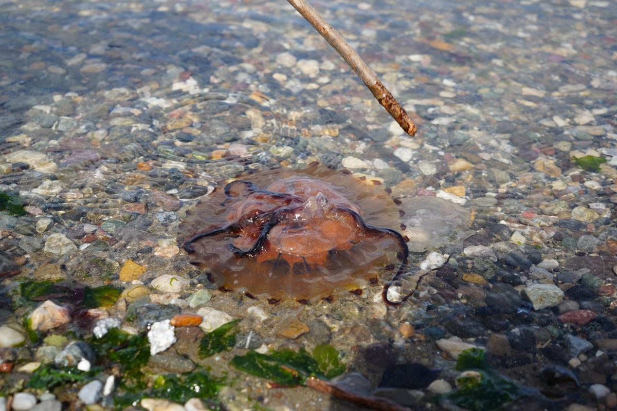 Kırmızı, b&uuml;y&uuml;k ve uzun kolları var! Denizde bu t&uuml;r&uuml; g&ouml;r&uuml;rseniz sakın yaklaşmayın 4