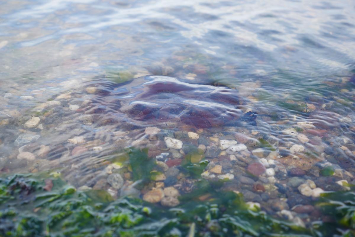 Kırmızı, b&uuml;y&uuml;k ve uzun kolları var! Denizde bu t&uuml;r&uuml; g&ouml;r&uuml;rseniz sakın yaklaşmayın 5