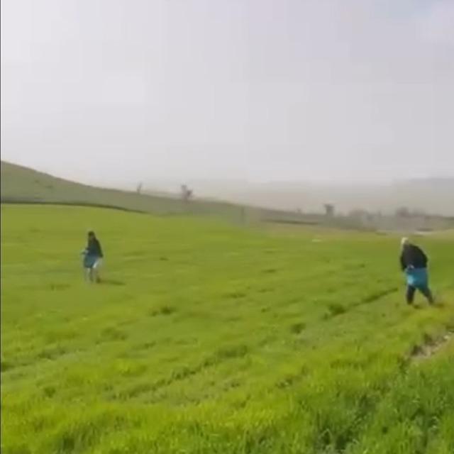 Siirt&rsquo;te &ccedil;ift&ccedil;ilerden zorlu mesai: G&uuml;breleme eski usulle yapıldı 1