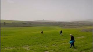 Siirt’te çiftçilerden zorlu mesai: Gübreleme eski usulle yapıldı