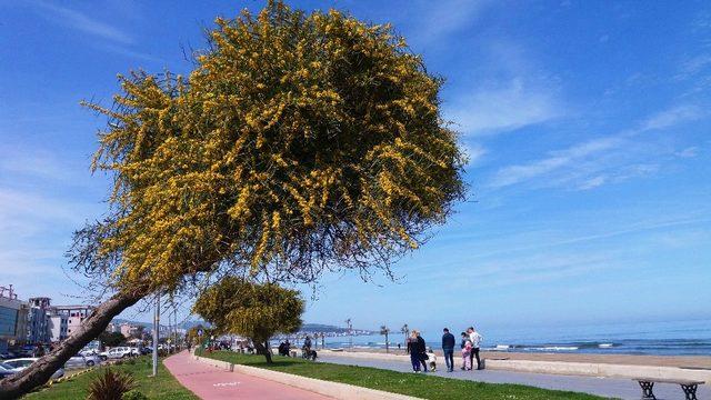 Atakum sahilinde mimoza güzelliği