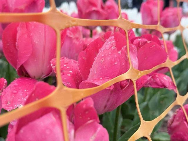 Emirgan Korusu’nda lale festivali başladı 5