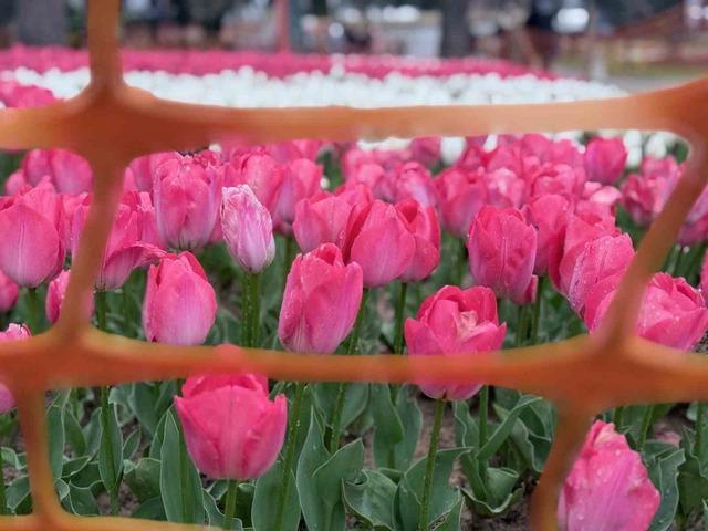 Emirgan Korusu’nda lale festivali başladı 4