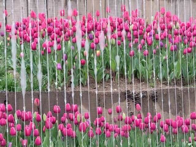 Emirgan Korusu’nda lale festivali başladı 3