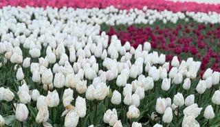 Emirgan Korusu&rsquo;nda lale festivali başladı