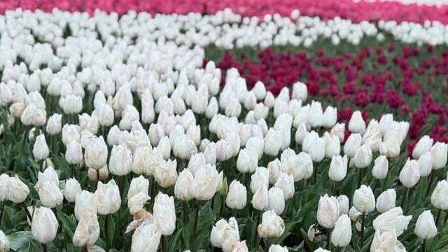 Emirgan Korusu’nda lale festivali başladı