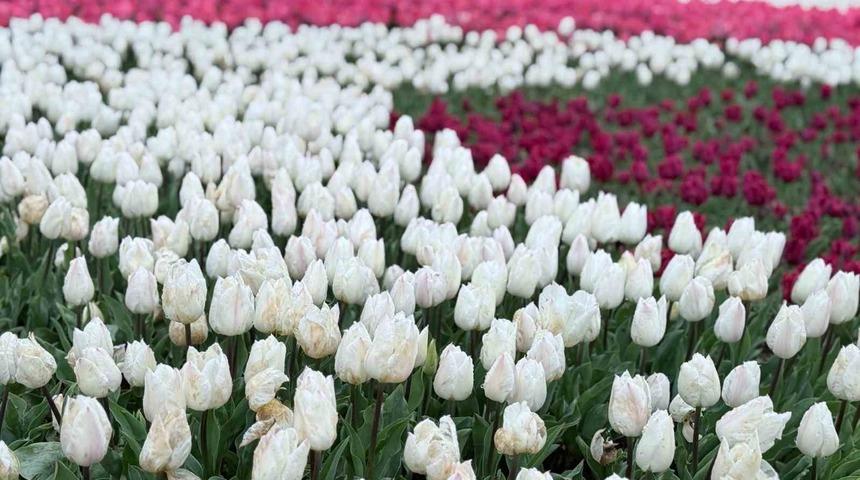 Emirgan Korusu&rsquo;nda lale festivali başladı