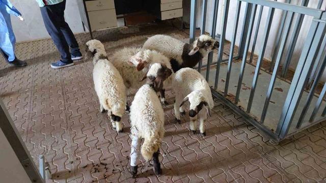 Van&rsquo;da deprem sonrası enkaz altından yaralı &ccedil;ıkarılan kuzular tedavi altına alındı 10