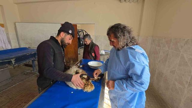Van&rsquo;da deprem sonrası enkaz altından yaralı &ccedil;ıkarılan kuzular tedavi altına alındı 8
