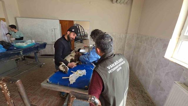 Van&rsquo;da deprem sonrası enkaz altından yaralı &ccedil;ıkarılan kuzular tedavi altına alındı 6