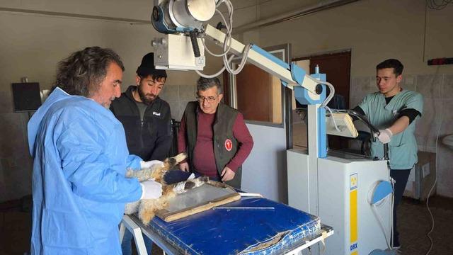 Van&rsquo;da deprem sonrası enkaz altından yaralı &ccedil;ıkarılan kuzular tedavi altına alındı 5