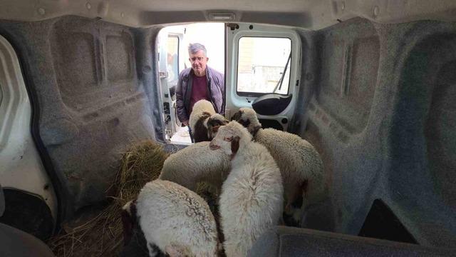 Van&rsquo;da deprem sonrası enkaz altından yaralı &ccedil;ıkarılan kuzular tedavi altına alındı 4
