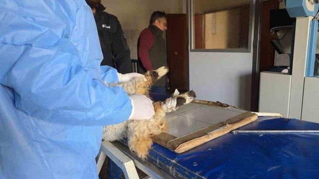 Van&rsquo;da deprem sonrası enkaz altından yaralı &ccedil;ıkarılan kuzular tedavi altına alındı 3