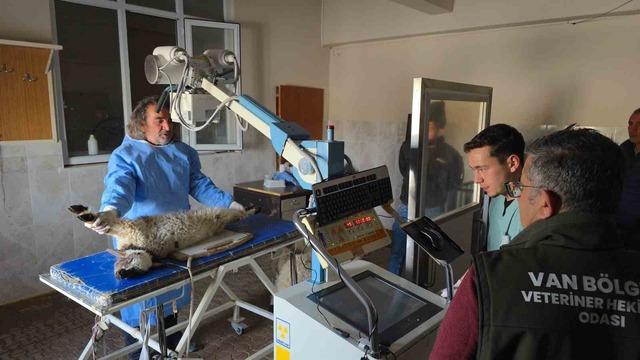 Van&rsquo;da deprem sonrası enkaz altından yaralı &ccedil;ıkarılan kuzular tedavi altına alındı 2