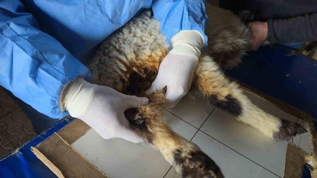 Van&rsquo;da deprem sonrası enkaz altından yaralı &ccedil;ıkarılan kuzular tedavi altına alındı 1