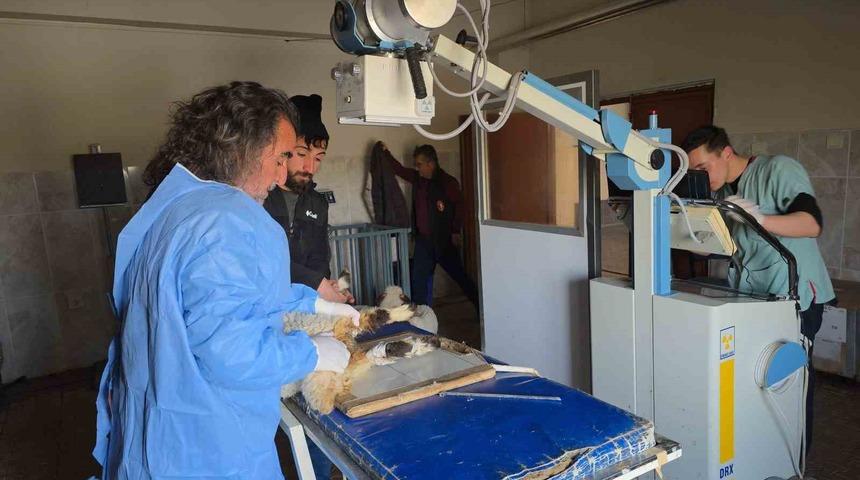 Van&rsquo;da deprem sonrası enkaz altından yaralı &ccedil;ıkarılan kuzular tedavi altına alındı