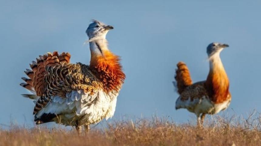 Doğanın ağır sıkletleri